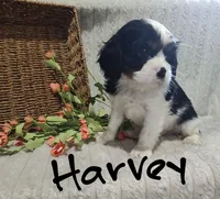 Harvey, a male Cavalier King Charles Spaniel for sale in Willow Street, PA – Photo 1 of 9