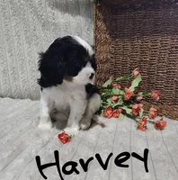 Harvey, a male Cavalier King Charles Spaniel for sale in Willow Street, PA – Photo 7 of 9
