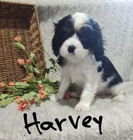 Harvey, a male Cavalier King Charles Spaniel for sale in Willow Street, PA – Photo 6 of 9