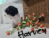 Harvey, a male Cavalier King Charles Spaniel for sale in Willow Street, PA – Photo 9 of 9