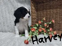 Harvey, a male Cavalier King Charles Spaniel for sale in Willow Street, PA – Photo 8 of 9