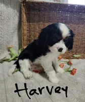 Harvey, a male Cavalier King Charles Spaniel for sale in Willow Street, PA – Photo 2 of 9