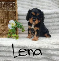 Lena, a female Cavalier King Charles Spaniel for sale in Willow Street, PA – Photo 2 of 6