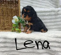 Lena, a female Cavalier King Charles Spaniel for sale in Willow Street, PA – Photo 5 of 6