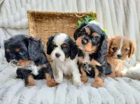 Lena, a female Cavalier King Charles Spaniel for sale in Willow Street, PA – Photo 6 of 6