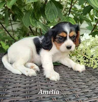 Amelia, a female Cavalier King Charles Spaniel for sale in Willow Street, PA – Photo 2 of 4