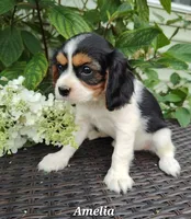 Amelia, a female Cavalier King Charles Spaniel for sale in Willow Street, PA – Photo 4 of 4