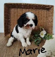 Marie, a female Cavalier King Charles Spaniel for sale in Willow Street, PA – Photo 3 of 4