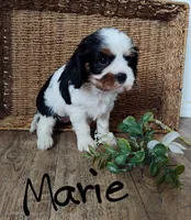 Marie, a female Cavalier King Charles Spaniel for sale in Willow Street, PA – Photo 4 of 4
