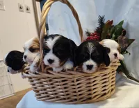 Jackson, a male Cavalier King Charles Spaniel for sale in Willow Street, PA – Photo 2 of 4