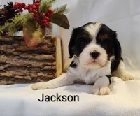 Jackson, a male Cavalier King Charles Spaniel for sale in Willow Street, PA – Photo 3 of 4