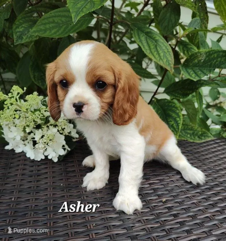 Asher, a male Cavalier King Charles Spaniel for sale in Willow Street, PA – Photo 1 of 2