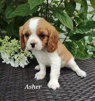 Asher, a male Cavalier King Charles Spaniel for sale in Willow Street, PA – Photo 1 of 2
