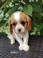 Asher, a male Cavalier King Charles Spaniel for sale in Willow Street, PA – Photo 2 of 2