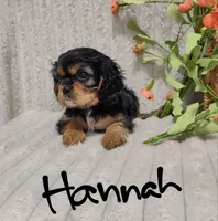 Hannah, a female Cavalier King Charles Spaniel for sale in Willow Street, PA – Photo 2 of 8