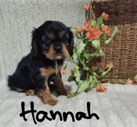 Hannah, a female Cavalier King Charles Spaniel for sale in Willow Street, PA – Photo 4 of 8