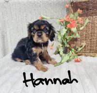 Hannah, a female Cavalier King Charles Spaniel for sale in Willow Street, PA – Photo 8 of 8
