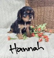 Hannah, a female Cavalier King Charles Spaniel for sale in Willow Street, PA – Photo 5 of 8