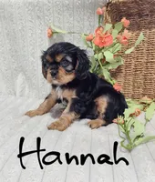 Hannah, a female Cavalier King Charles Spaniel for sale in Willow Street, PA – Photo 1 of 8