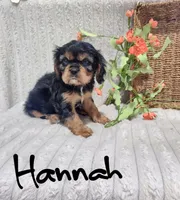 Hannah, a female Cavalier King Charles Spaniel for sale in Willow Street, PA – Photo 3 of 8