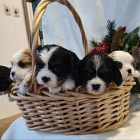 Matt, a male Cavalier King Charles Spaniel for sale in Willow Street, PA – Photo 4 of 4