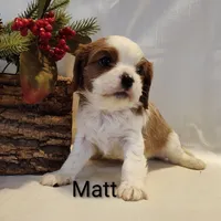 Matt, a male Cavalier King Charles Spaniel for sale in Willow Street, PA – Photo 1 of 4