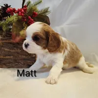 Matt, a male Cavalier King Charles Spaniel for sale in Willow Street, PA – Photo 2 of 4