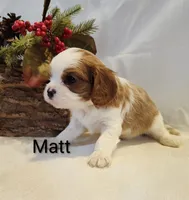 Matt, a male Cavalier King Charles Spaniel for sale in Willow Street, PA – Photo 2 of 4