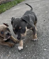 Star, a female American Bully for sale in Milwaukee, WI – 3 of 9