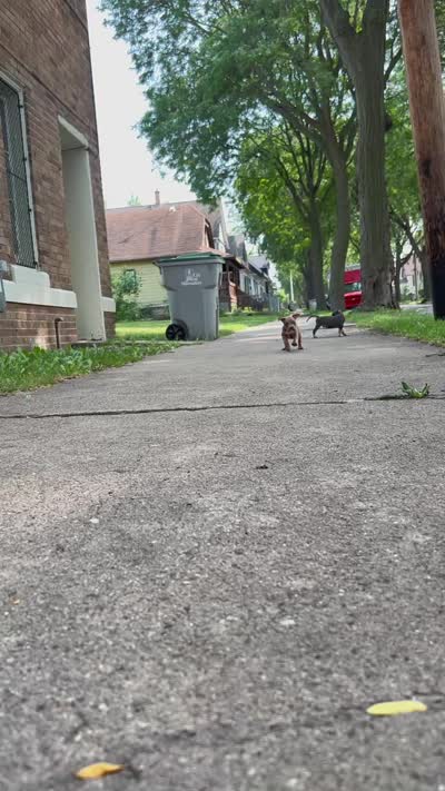 Dynomite , a male American Bully for sale in Milwaukee, WI – 5 of 7