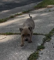 Star, a female American Bully for sale in Milwaukee, WI – 2 of 9