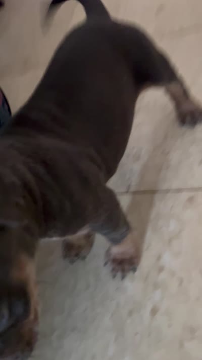 Stupid, a male American Bully for sale in Milwaukee, WI – 4 of 4