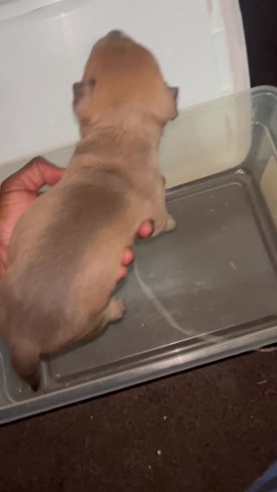 Star, a female American Bully for sale in Milwaukee, WI – 9 of 9
