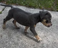 Dynomite , a male American Bully for sale in Milwaukee, WI – 3 of 7