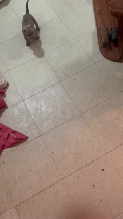 Star, a female American Bully for sale in Milwaukee, WI – 7 of 9