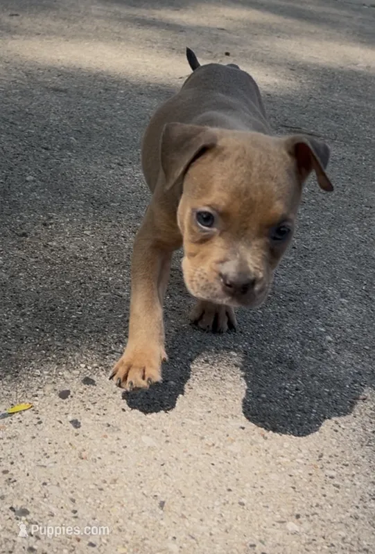 Star – American Bully puppy for sale in Milwaukee, WI