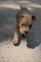Star, a female American Bully for sale in Milwaukee, WI – 1 of 9