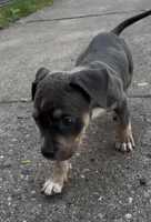 Dynomite , a male American Bully for sale in Milwaukee, WI – 2 of 7