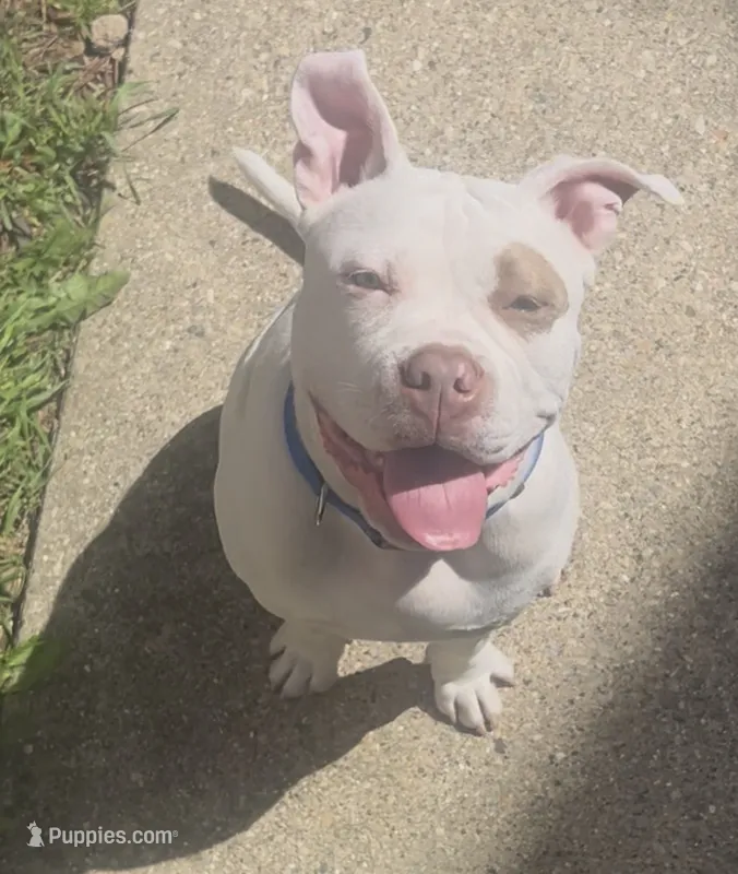 Kona – American Bully puppy for sale in Milwaukee, WI