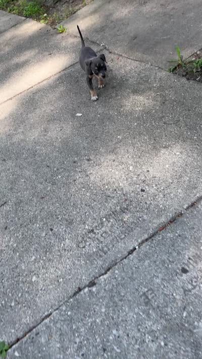 Dynomite , a male American Bully for sale in Milwaukee, WI – 6 of 7
