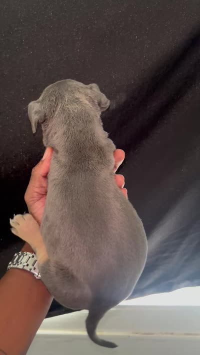 Dynomite , a male American Bully for sale in Milwaukee, WI – 7 of 7