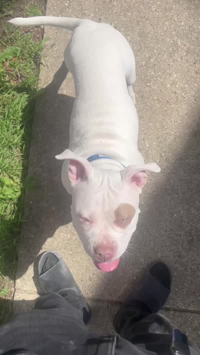 Kona, a male American Bully for sale in Milwaukee, WI – 2 of 2