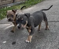 Star, a female American Bully for sale in Milwaukee, WI – 5 of 9