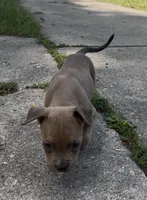 Star, a female American Bully for sale in Milwaukee, WI – 4 of 9