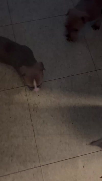 Star, a female American Bully for sale in Milwaukee, WI – 8 of 9