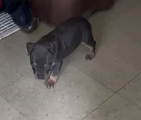 Stupid, a male American Bully for sale in Milwaukee, WI – 1 of 4