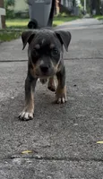 Dynomite , a male American Bully for sale in Milwaukee, WI – 4 of 7