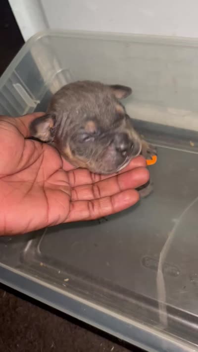Stupid, a male American Bully for sale in Milwaukee, WI – 3 of 4