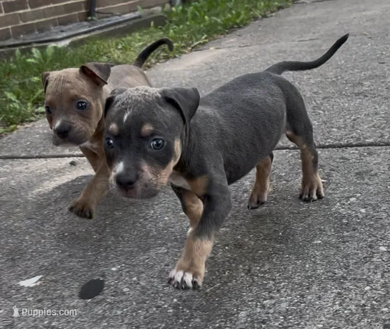 Dynomite  – American Bully puppy for sale in Milwaukee, WI