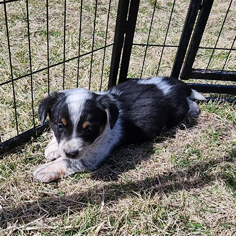 Peter – Australian Cattle Dog, Pembroke Welsh Corgi puppy for sale in Woodburn, IA